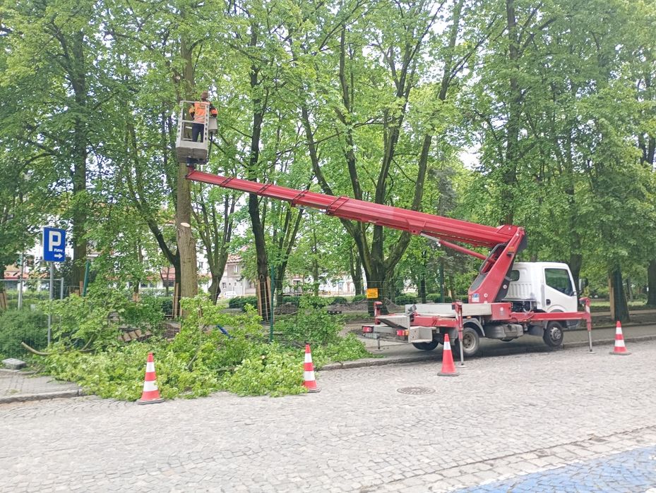 Wycinka i Pielęgnacja drzew. Podnośnik Koszowy! Rębak. Frezowanie pni!