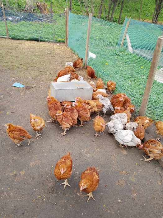 Продам курчата 2 місяці
