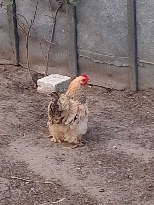 Kogutki kochina miniaturka
