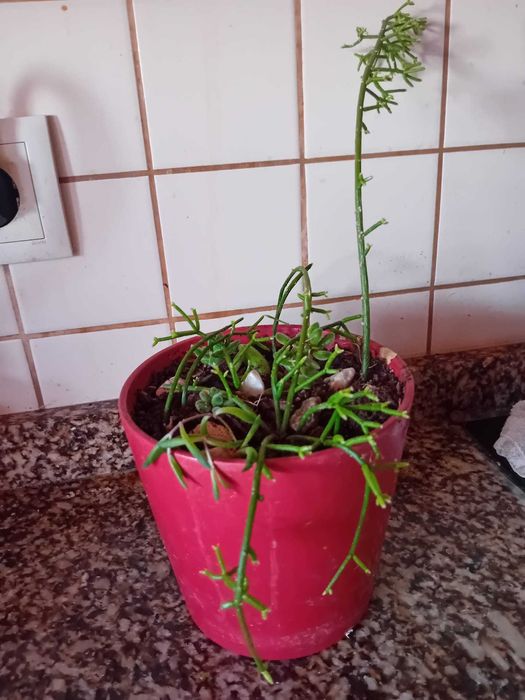 Planta - Cacto Macarrão