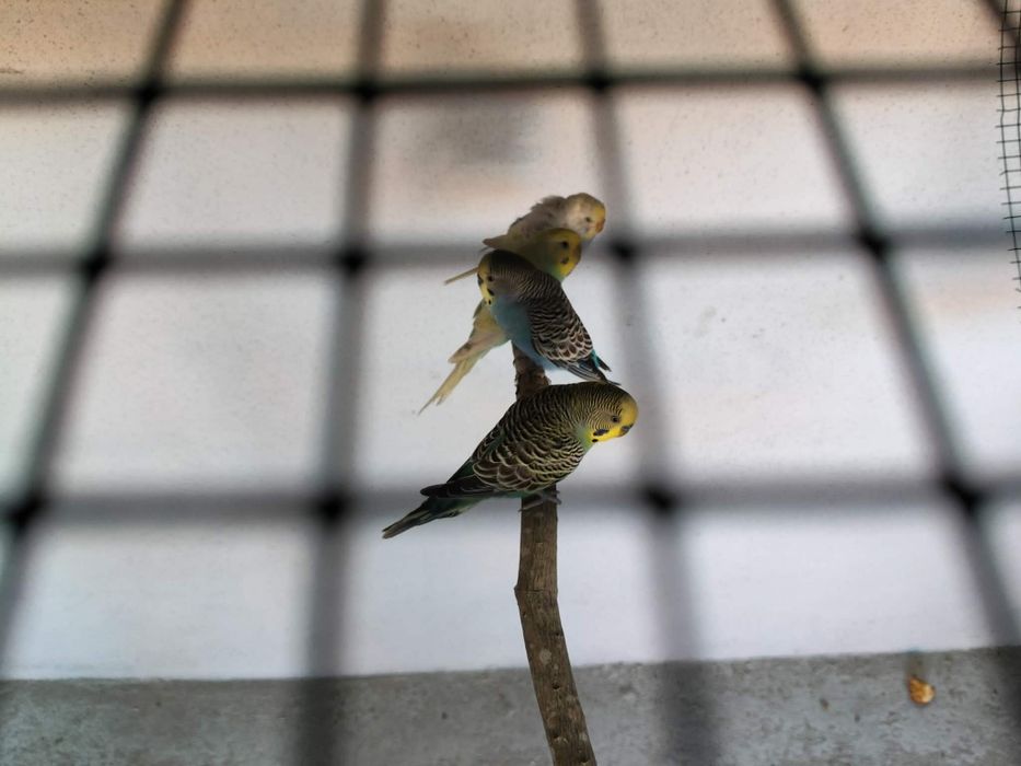 Tenho casal dos periquitos para vendo