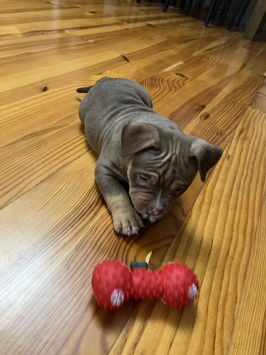 Piesek rasy  American Bully