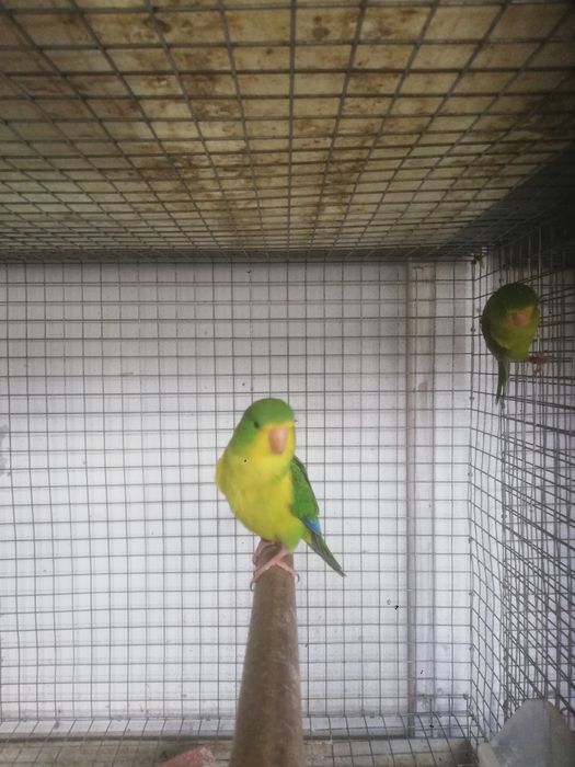 Piriquito limão macho