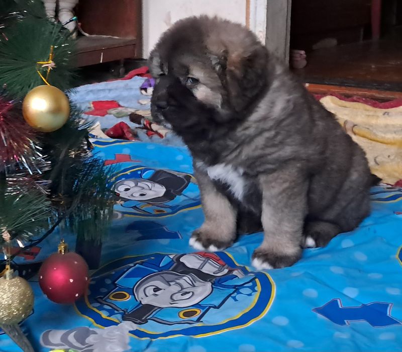 Цуценята кавказької вівчарки