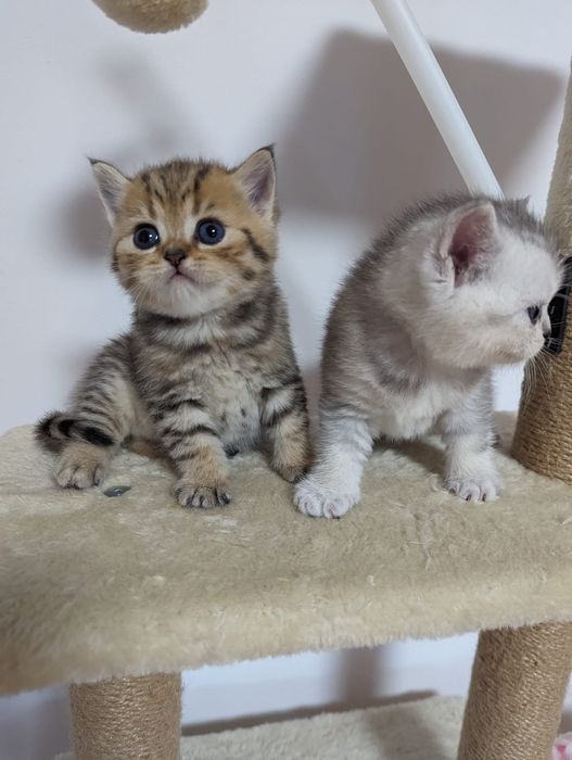 Шотландские котята золотые и серебристые шиншиллы