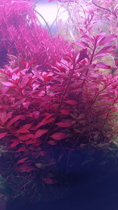 Pack de plantas de aquário