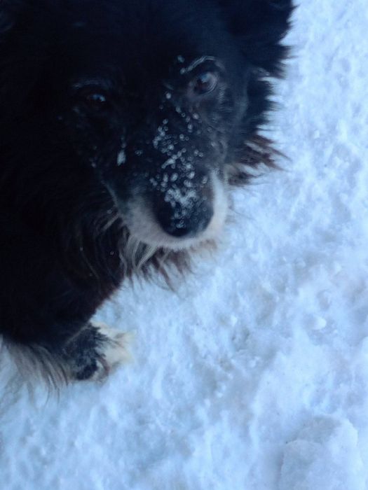 Максік шукає люблячого господаря