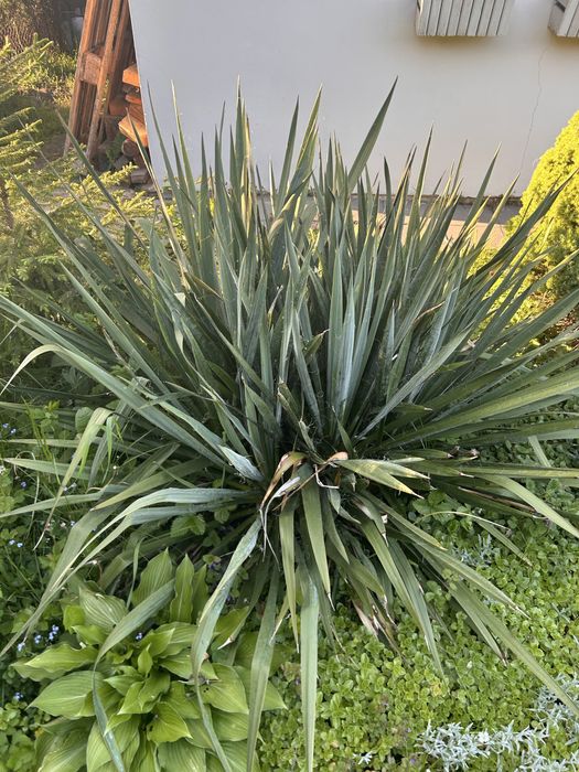 Juka korainska odnóżki  duże