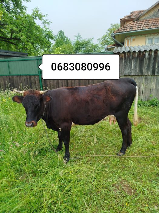 Продам молоду корову вечірка