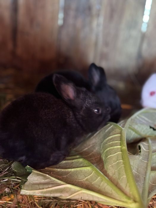 Живі кролі -договірна ціна