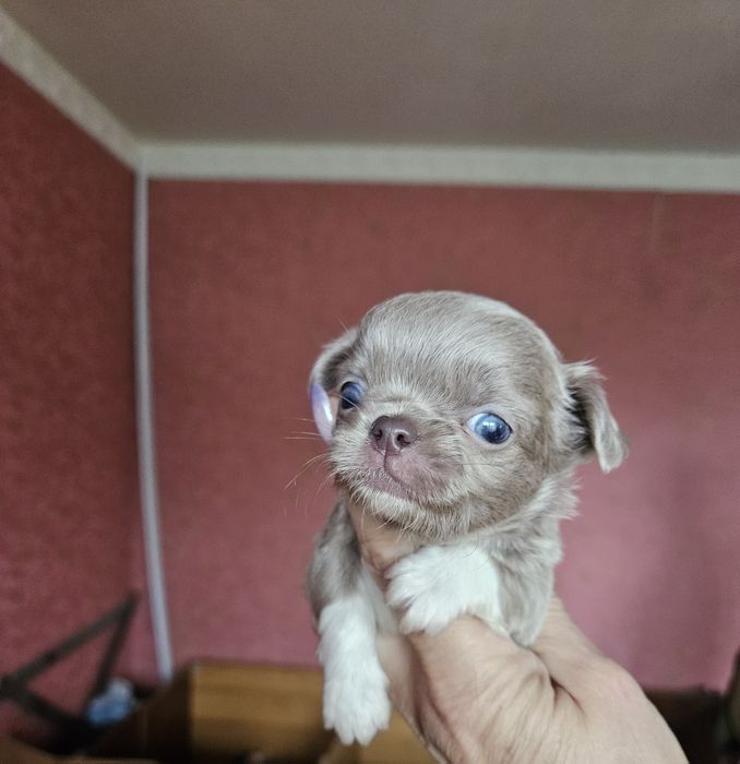 Міні хлопчик довгошерстниий