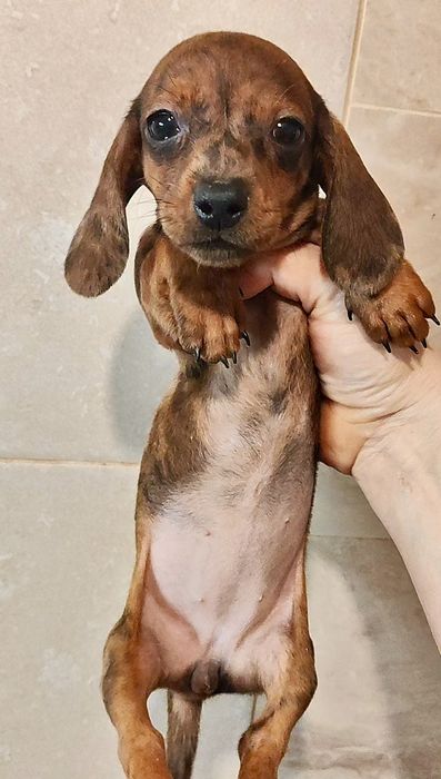 Щенок кроличьей / мини таксы с родословной в ХАРЬКОВЕ