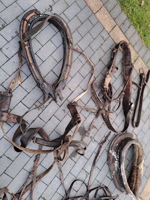 Homo to Stare lejce homonta uprzęże