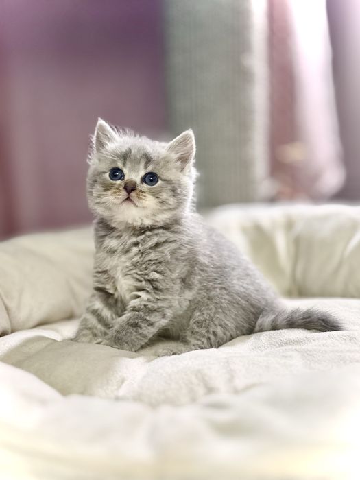 Kotka tabby niebieska brytyjska z legalnej hodowli FPL/FIFe