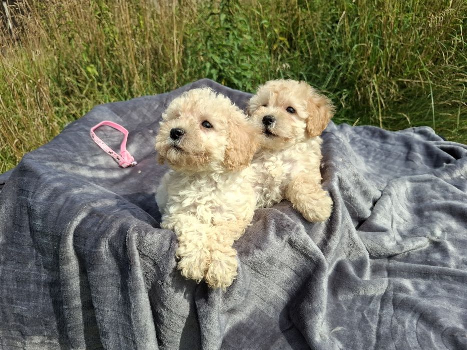 maltipoo szczeniak