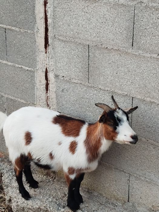 Cabrita anã  com 1 e  meio