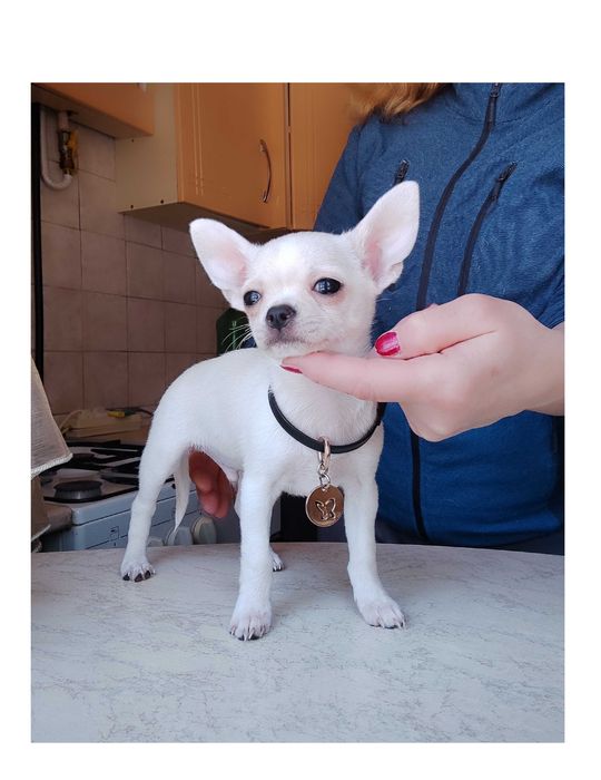 Красавчик МИНИ Чихуахуа, в Киеве.