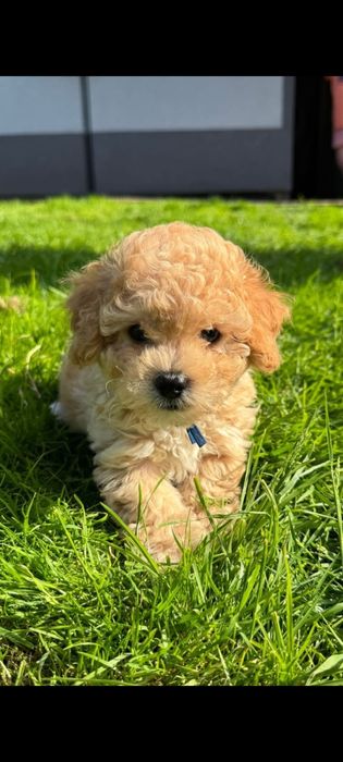 Maltipoo bichpoo frispoo Kenzo