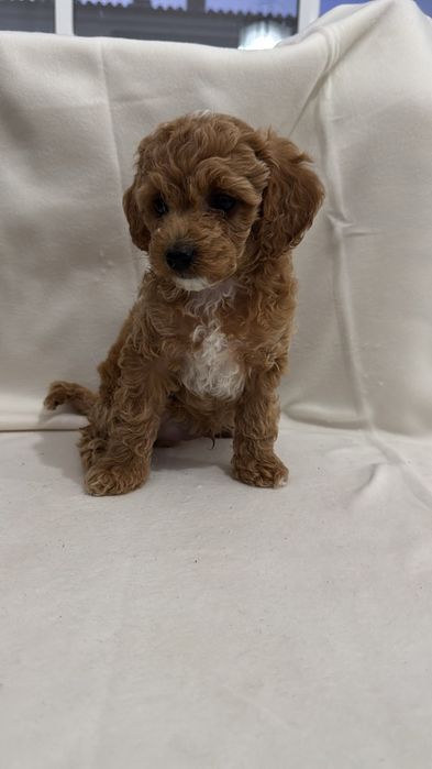 Caniche/ Poodle toy menino