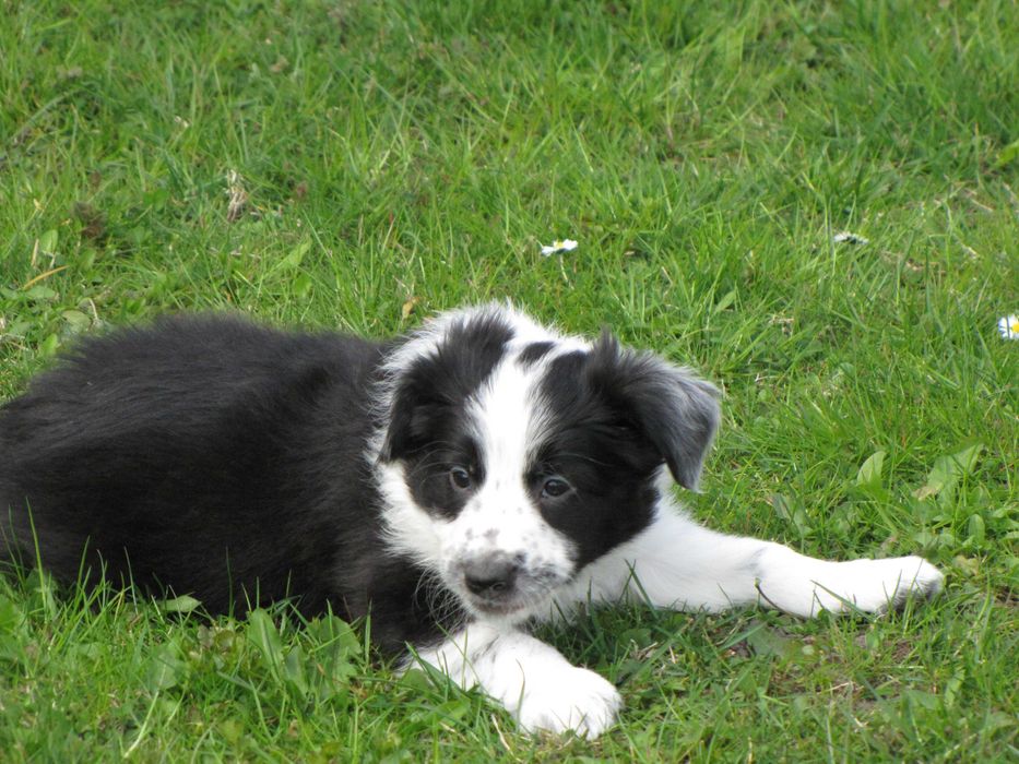 Szczeniak Border Collie