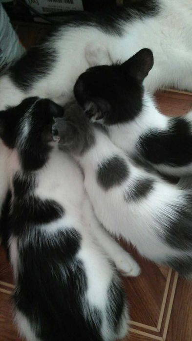 Плюшеві Котята, Кошенята пухнастик