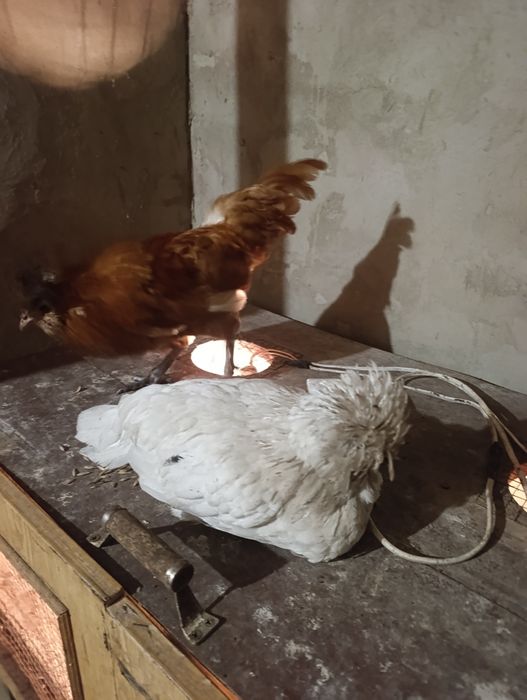 Кури породи Падуан