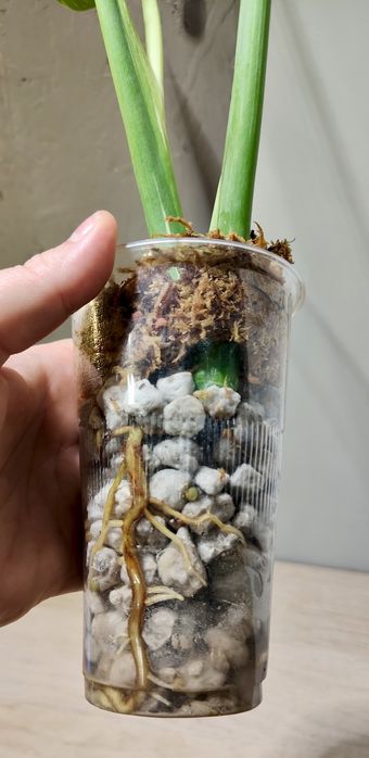 Monstera Thai Constellation -sadzonka ukorzeniona