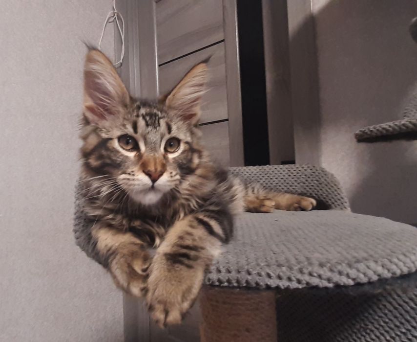 Мейн-кун хлопчик