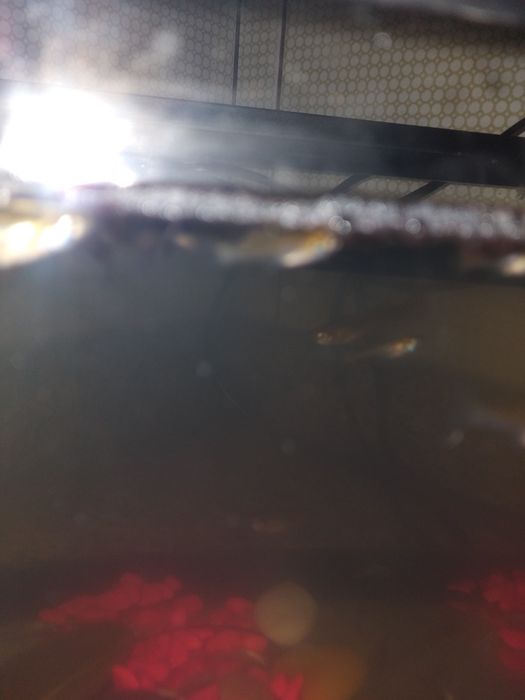 barrigudinhos pequenos e grandes