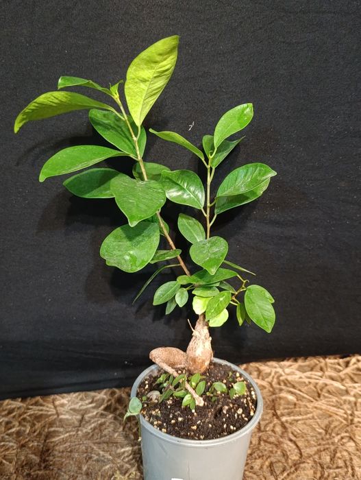 Фікус мікрокарпа Гінсенг (Ficus microcarpa Ginseng)