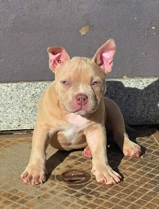 American bully pocket
