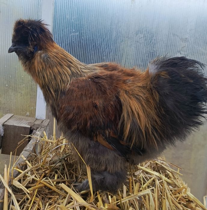 Silka silki jedwabiste kury koguty ozdobne