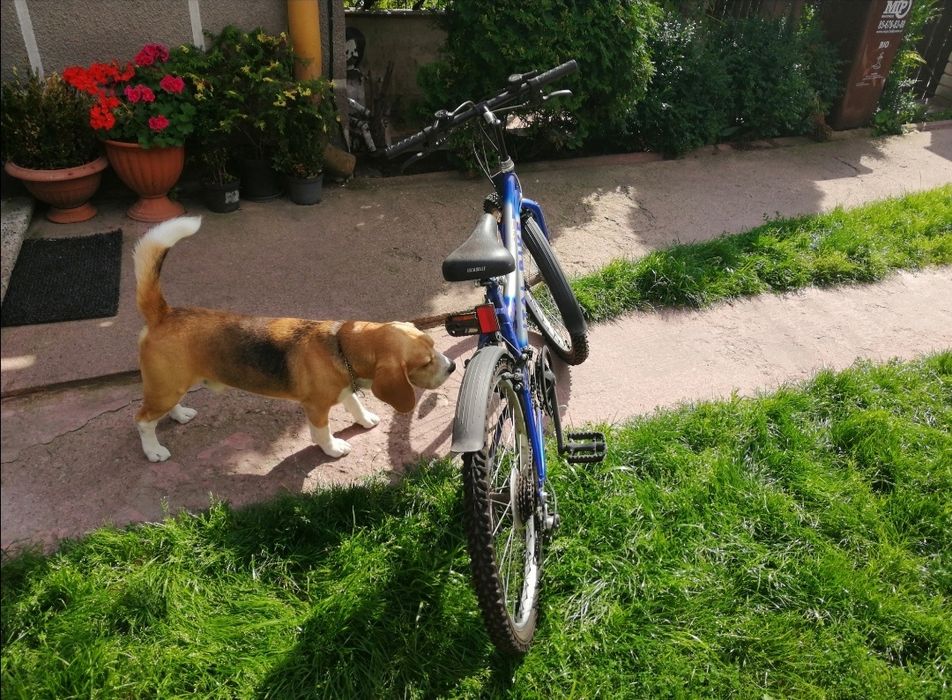 Rower górski Ital Bike 24"