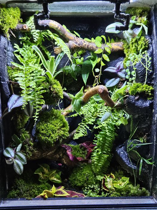 Terrarium tropikalne 40x40x60