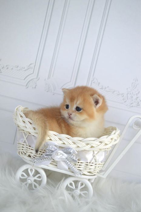 Британские котята золотая шиншилла