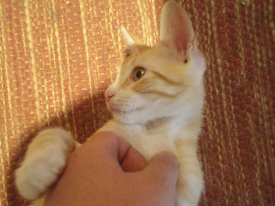 Tomo conta de Gatinhos