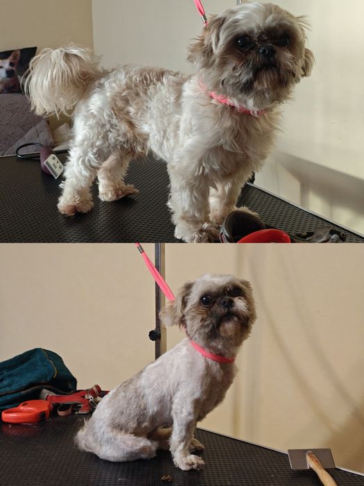 Groomer, psi fryzjer, strzyżenie