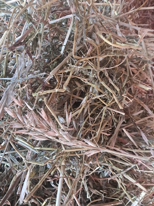 Продам тюки сіна