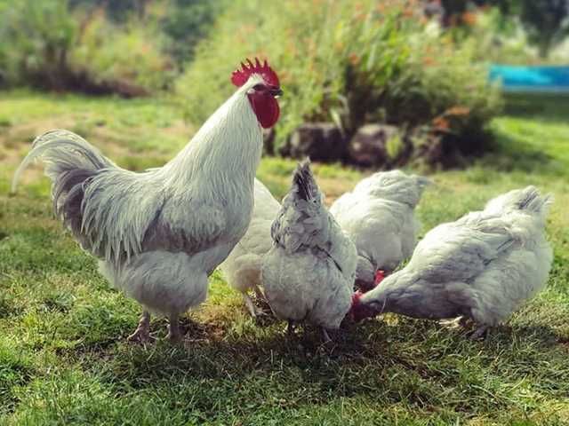 Інкубаційне яйце птиці різних порід Суссекс - колумбія,фарфор,лаванда.