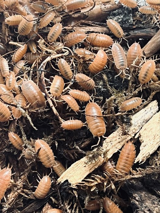 Porcellio laevis „Orange” – Isopody, Równonogi (Ekipa sprzątająca / Karmówka)