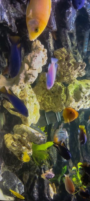 Wapień filipiński 12kg