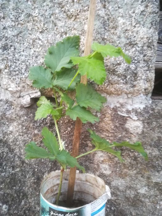 Framboesas Amarelas - Rubus Idaeus