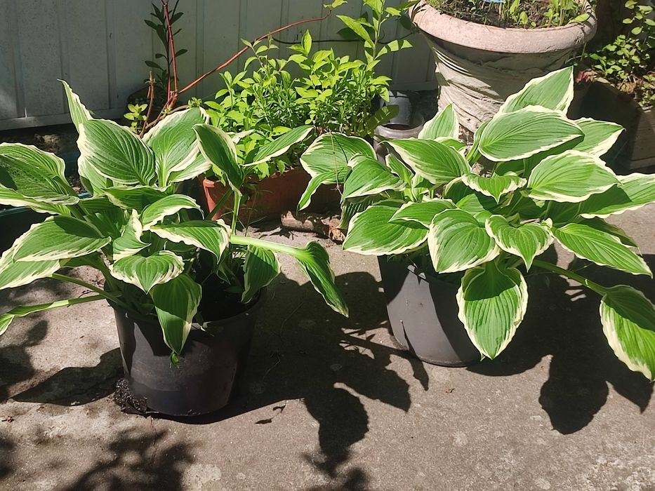 Sadzonki Funkia hosta