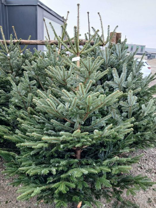 Choinki na święta – duży wybór, super ceny!