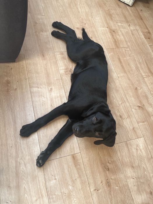 Adoção Labrador Preto