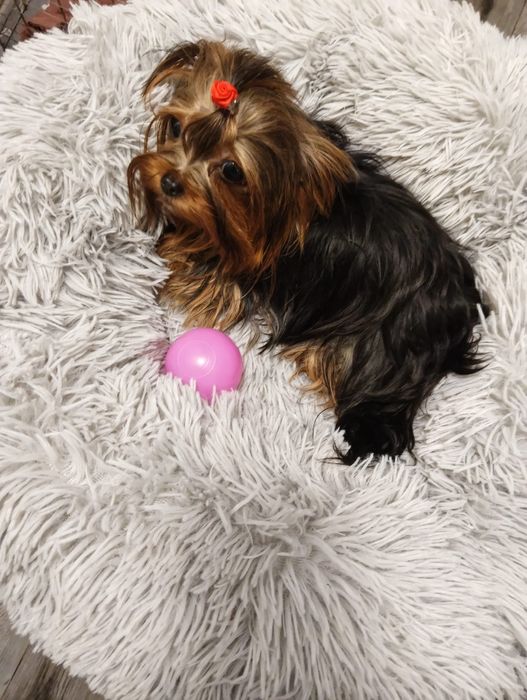 SPRZEDAM szczeniaczka suczka