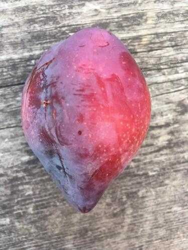 Árvore de Ameixa TUBARÂO VERMELHO