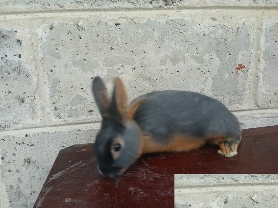 Rex podpalany niebieski.