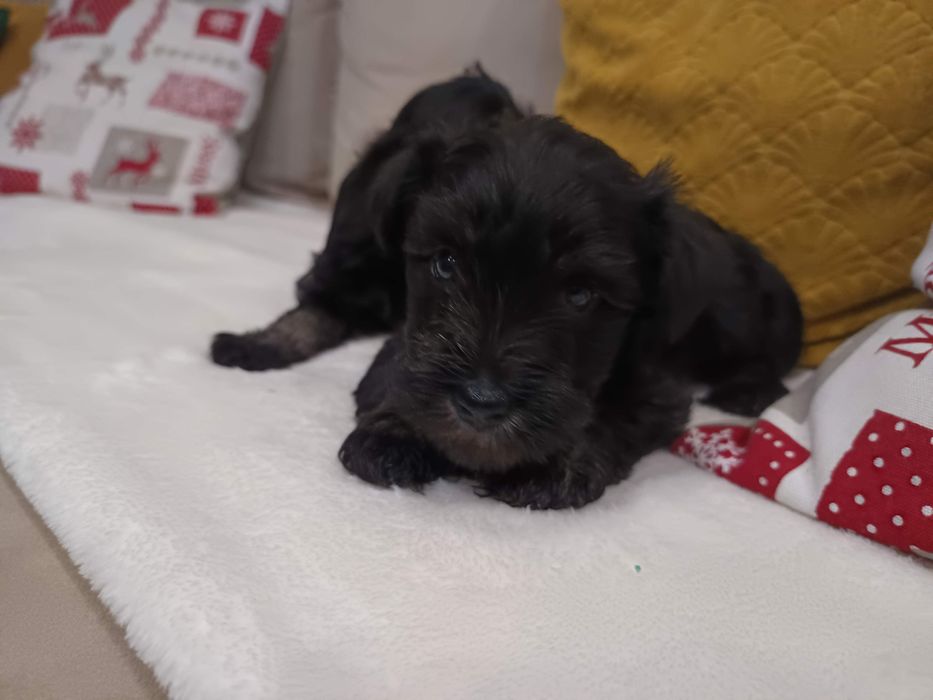 Sznaucer miniaturowy miniatura miniaturka