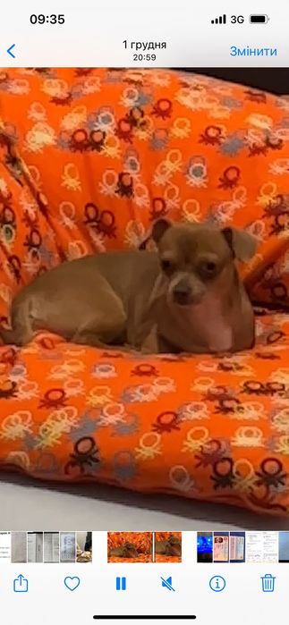 В’язка чихуахуа (19.11.2021р.н.)